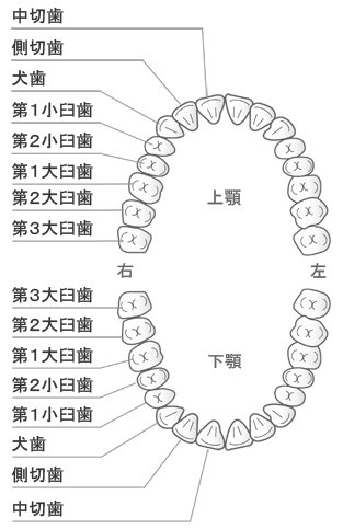 歯の名前