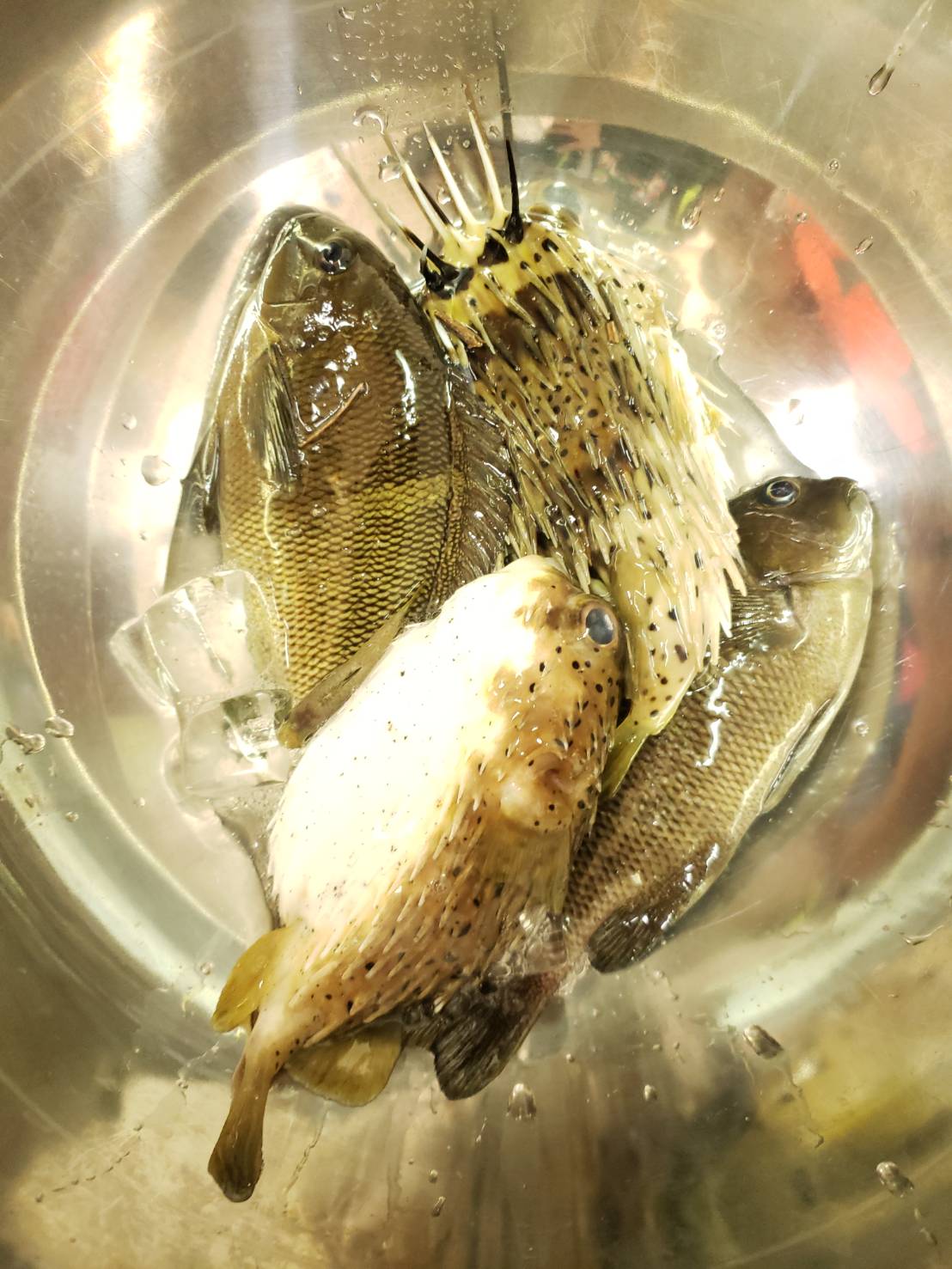 今日の釣果