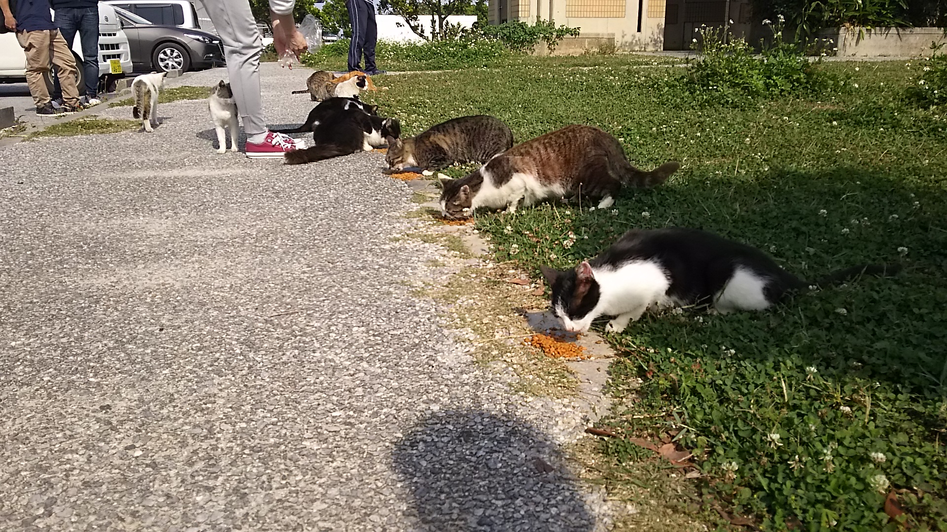 奥武島の猫