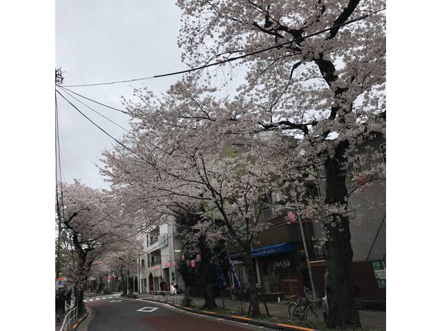 東京の桜