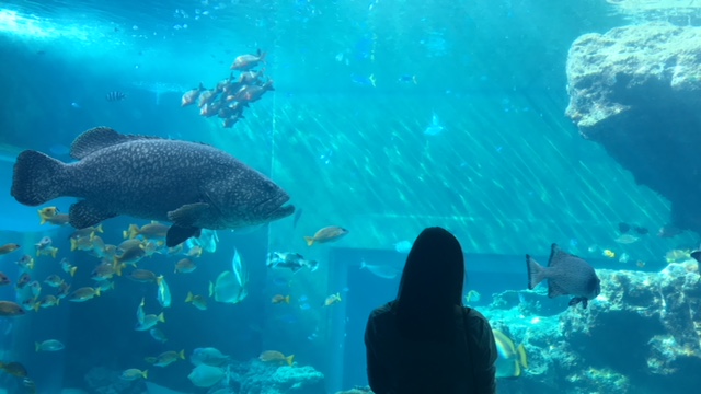 ちゅら海水族館