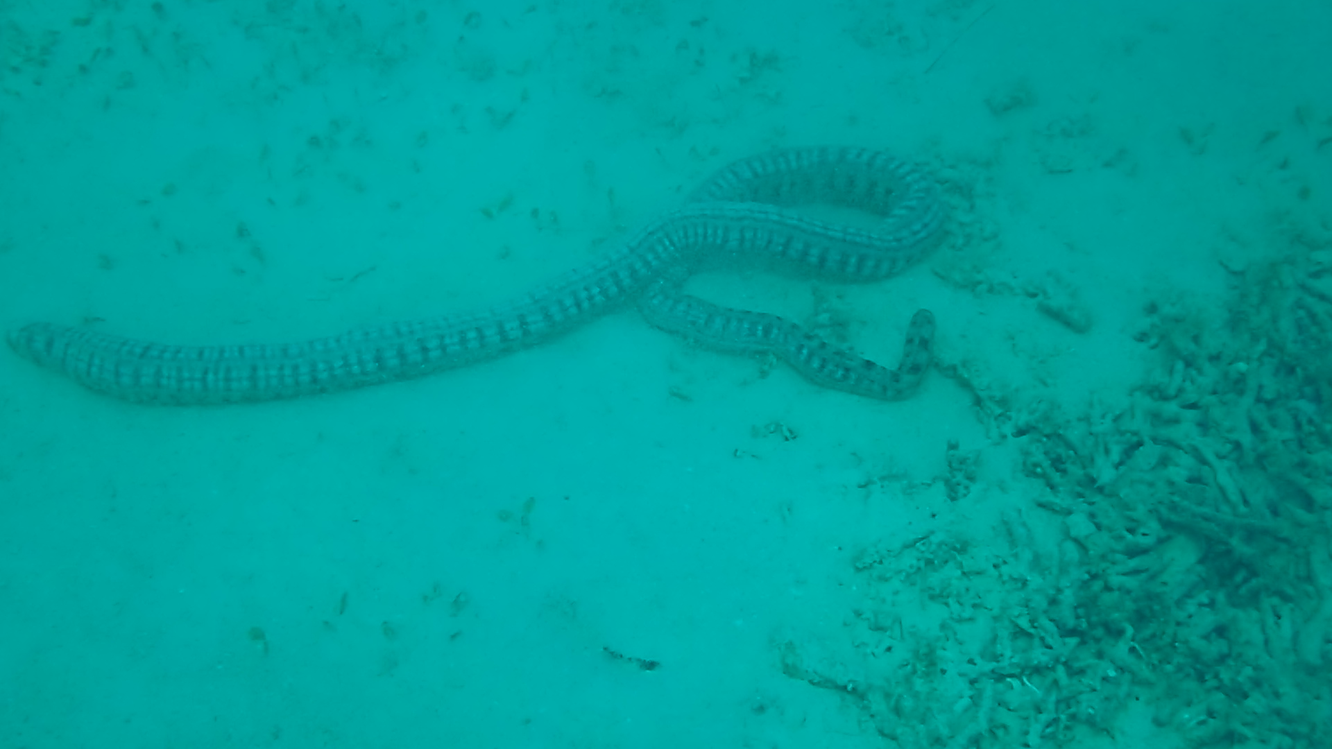 沖縄のオオイカリナマコ