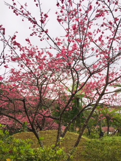 八重岳の桜