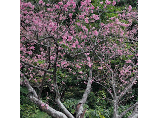 八重桜